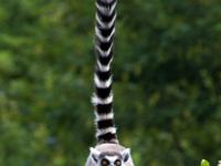 Katta Lemur